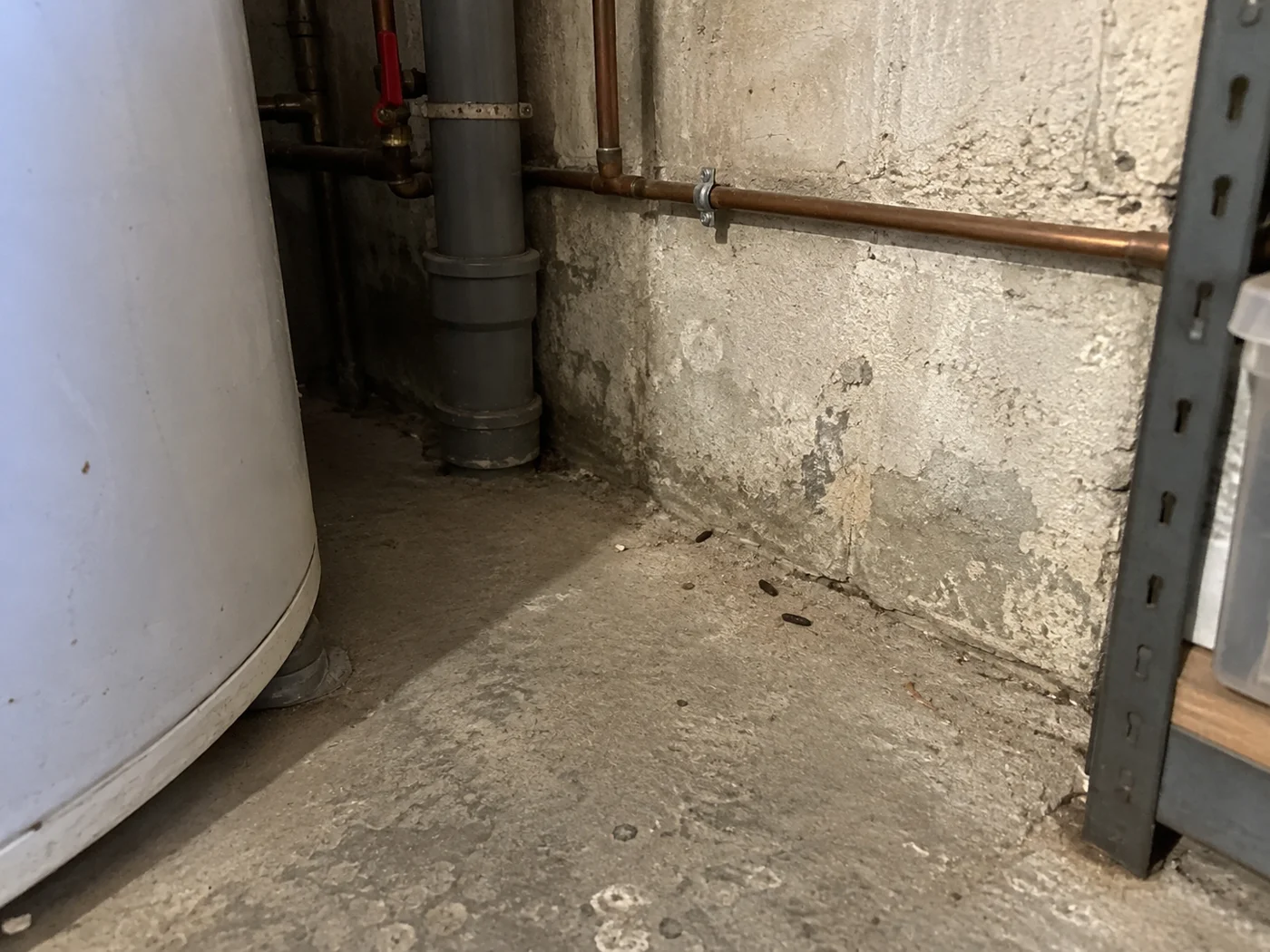 Traces d'excréments de rongeurs sur le sol en béton d'un sous-sol, identifiées lors d'un diagnostic Paris 3D