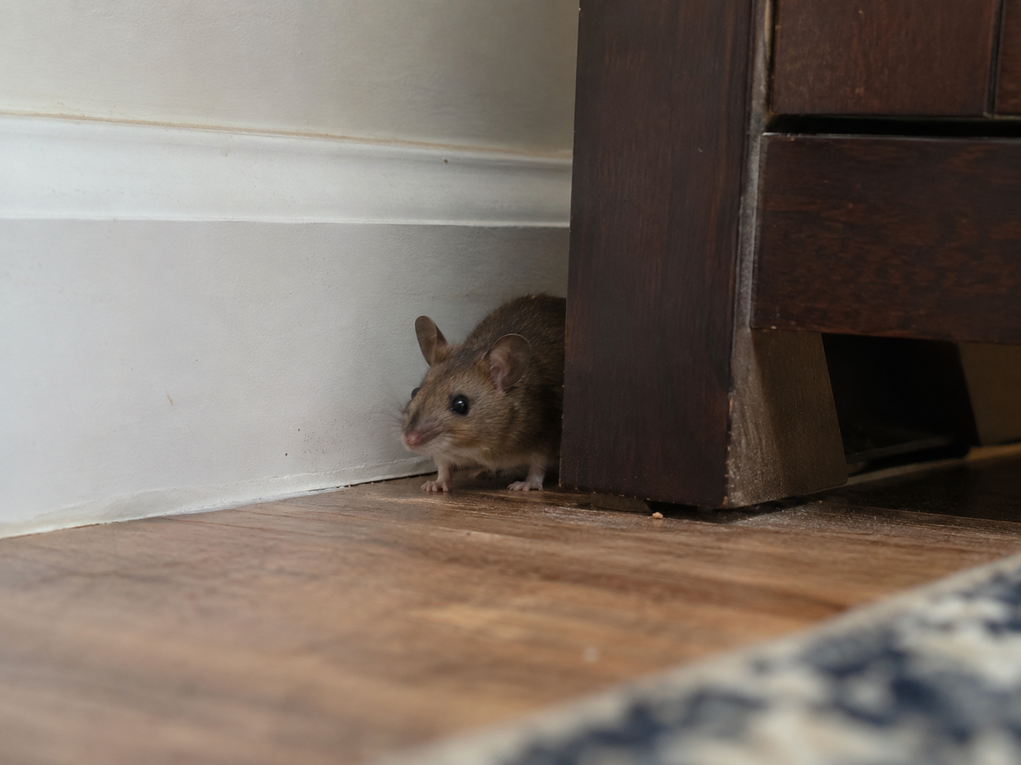Souris se faufilant derrière un meuble dans un intérieur