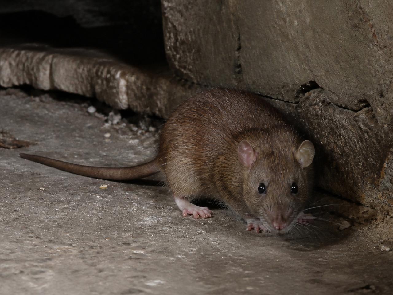 Rat brun le long d'un mur en cave