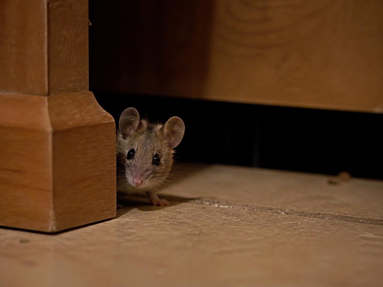 Souris se faufilant derrière une plinthe de cuisine