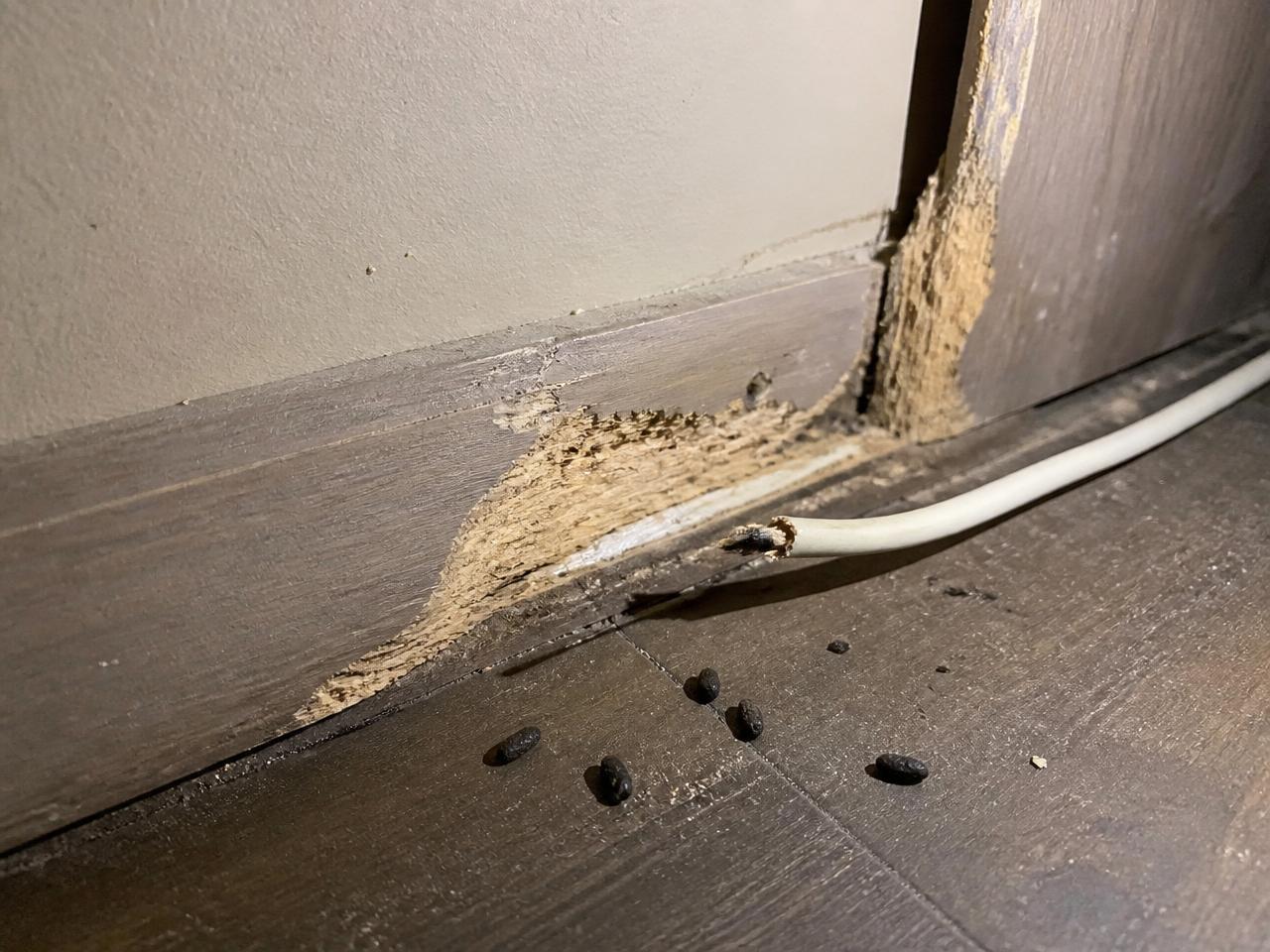 Bois rongé, câble abîmé et crottes le long d'une plinthe